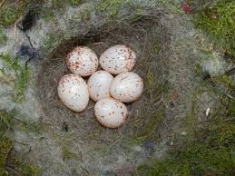 Attēlu rezultāti vaicājumam “Erithacus rubecula eggs”