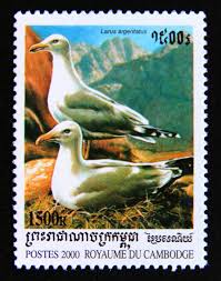 Attēlu rezultāti vaicājumam “Larus argentatus nest”