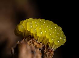 Attēlu rezultāti vaicājumam “Physarum decipiens”