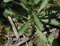 Attēlu rezultāti vaicājumam “Leucanthemum vulgare leaf”