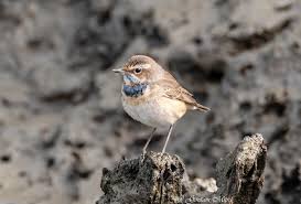 Attēlu rezultāti vaicājumam “Luscinia svecica”