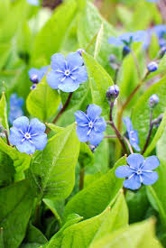 Image result for Omphalodes verna