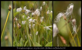 Attēlu rezultāti vaicājumam “Trichophorum alpinum”