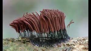 Attēlu rezultāti vaicājumam “Stemonitis marjana macro”