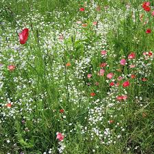 Image result for Gypsophila elegans