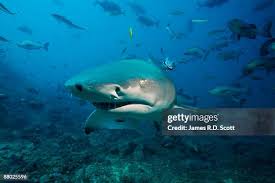 Image result for Negaprion acutidens