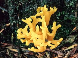 Attēlu rezultāti vaicājumam “Calocera viscosa”
