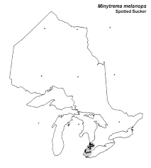 Image result for Minytrema melanops