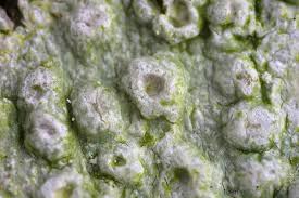 Attēlu rezultāti vaicājumam “Pertusaria leioplaca”