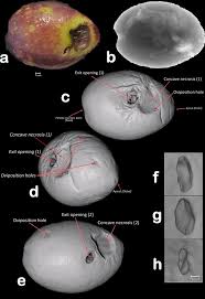 Attēlu rezultāti vaicājumam “Enteridium olivaceum”