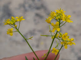 Attēlu rezultāti vaicājumam “Rorippa sylvestris flower”