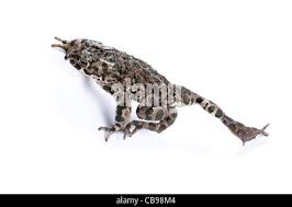 Attēlu rezultāti vaicājumam “Pseudepidalea viridis adult”