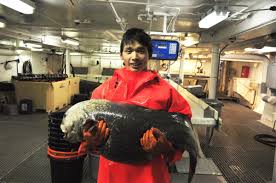 Image result for Anarhichas denticulatus