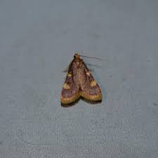 Attēlu rezultāti vaicājumam “Hypsopygia costalis”