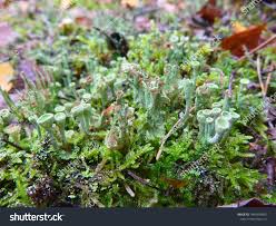 Attēlu rezultāti vaicājumam “Cladonia coniocraea”