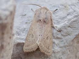 Attēlu rezultāti vaicājumam “Orthosia gracilis”