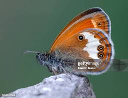 Attēlu rezultāti vaicājumam “Coenonympha arcania”