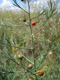 Attēlu rezultāti vaicājumam “Asparagus officinalis fruit”