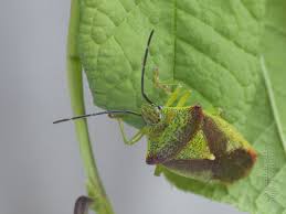 Attēlu rezultāti vaicājumam “Acanthosoma haemorrhoidale”