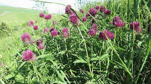 Attēlu rezultāti vaicājumam “Trifolium alpestre”