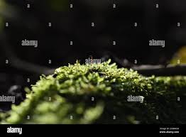 Attēlu rezultāti vaicājumam “Aulacomnium androgynum sporophyte”