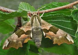 Attēlu rezultāti vaicājumam “Mimas tiliae”