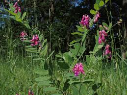 Attēlu rezultāti vaicājumam “Lathyrus niger”