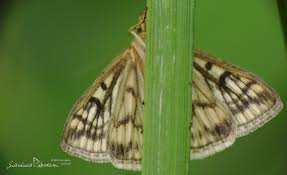 Attēlu rezultāti vaicājumam “Sitochroa verticalis”