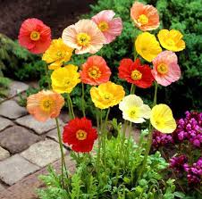 Attēlu rezultāti vaicājumam “Papaver rhoeas”