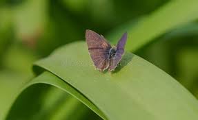 Attēlu rezultāti vaicājumam “Favonius quercus”