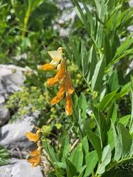 Attēlu rezultāti vaicājumam “Lathyrus laevigatus”