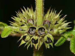 Attēlu rezultāti vaicājumam “Lycopus europaeus flower”