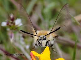 Attēlu rezultāti vaicājumam “Hemaris tityus”