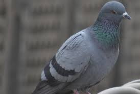 Attēlu rezultāti vaicājumam “Columba livia f. domestica adult”