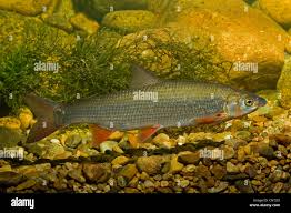 Image result for Chondrostoma nasus