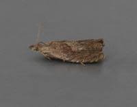 Attēlu rezultāti vaicājumam “Dichrorampha simpliciana”