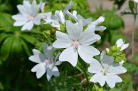 Attēlu rezultāti vaicājumam “Malva moschata alba flower”