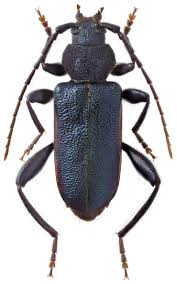 Attēlu rezultāti vaicājumam “Callidium violaceum”