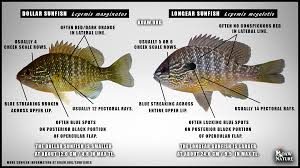 Attēlu rezultāti vaicājumam “Lophozia laxa macro”