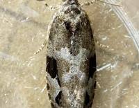 Attēlu rezultāti vaicājumam “Eudemis porphyrana”