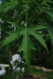 Attēlu rezultāti vaicājumam “Acer saccharinum leaf”