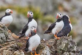 Image result for Fratercula arctica