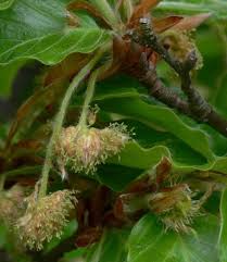 Attēlu rezultāti vaicājumam “Fagus sylvatica fo. laciniata bud”