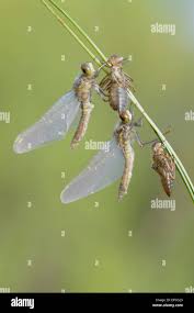 Attēlu rezultāti vaicājumam “Leucorrhinia”