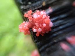 Attēlu rezultāti vaicājumam “Tubifera ferruginosa (subsp. ferruginosa) macro”