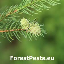 Attēlu rezultāti vaicājumam “Adelges laricis”