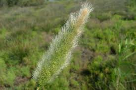 Attēlu rezultāti vaicājumam “Polypogon tentacularius”