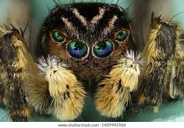 Attēlu rezultāti vaicājumam “Aelurillus v-insignitus”