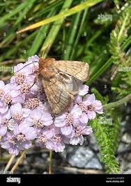 Attēlu rezultāti vaicājumam “Eriopygodes imbecilla”