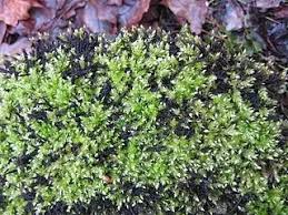 Attēlu rezultāti vaicājumam “Brachythecium”